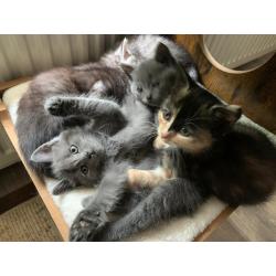 Super lieve schattige kittens te koop