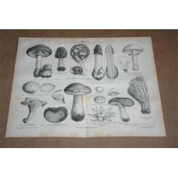 2 antieke prenten Paddestoelen - 1875 !!