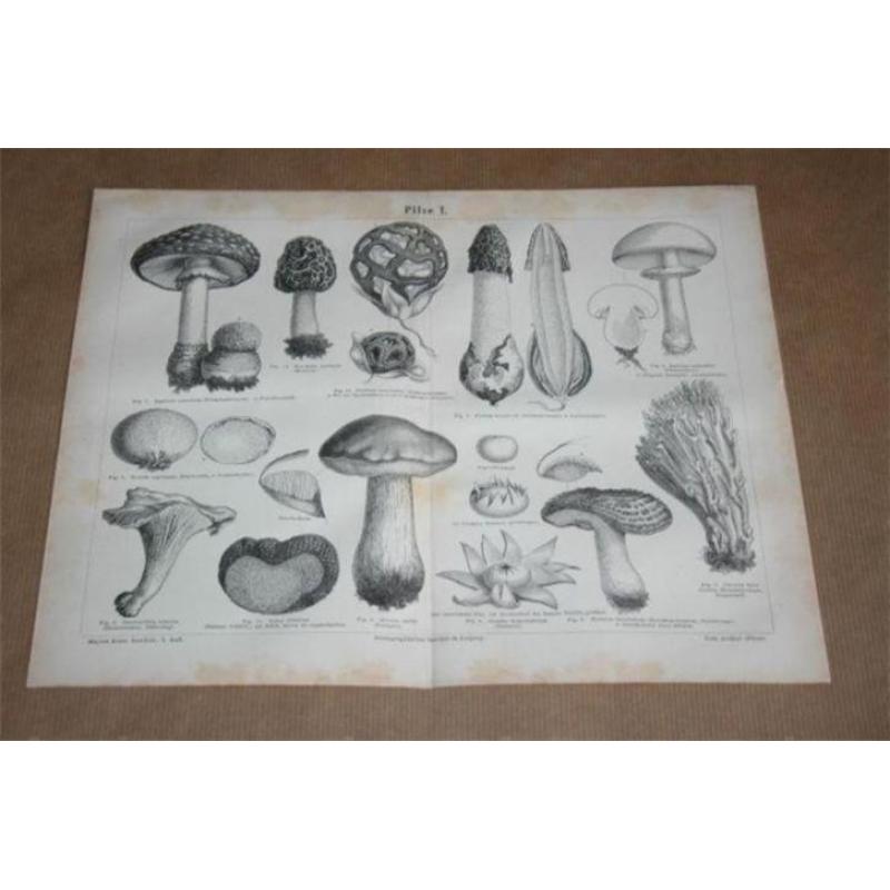 2 antieke prenten Paddestoelen - 1875 !!