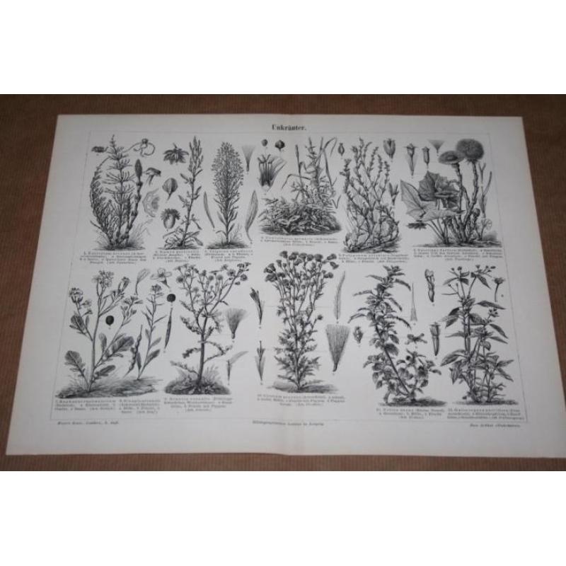 Antieke prent Onkruiden (oa Hoefblad, Distel enz) 1895 !