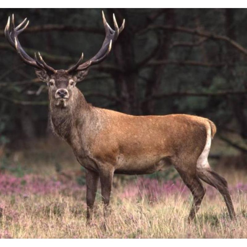 Hoge Veluwe kaartjes: Gratis Kaarten of veel Korting!