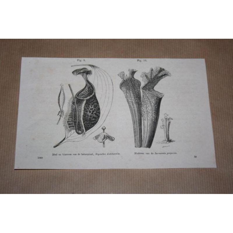 Antieke gravure - Blad en bloemen v/d Bekerplant - 1869 !!