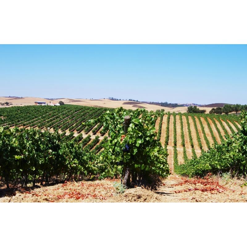 Evora and Monsaraz Alentejo private wine tasting tour