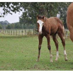 Quarter horse - Paint Bay Overo: HF Mobster x Tabasco tari