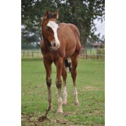 Quarter horse - Paint Bay Overo: HF Mobster x Tabasco tari